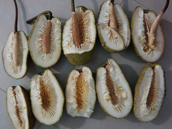 Thanh niên số nhọ mua được 5 quả mít đều đạt chuẩn 3K: Không mùi, không múi, không hạt, chỉ có mỗi xơ