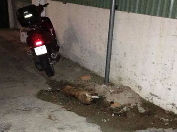 Khách Nga bức xúc vì hành động ném con chó từ tầng 24 xuống đất