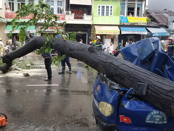 Nhiều cây xanh ở TP.HCM liên tục bị bật gốc trong mưa gió lớn, vì sao?
