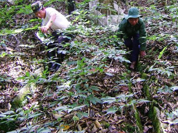 Chủ tịch huyện tiết lộ nhà đại gia trên núi có 500 tỷ đồng
