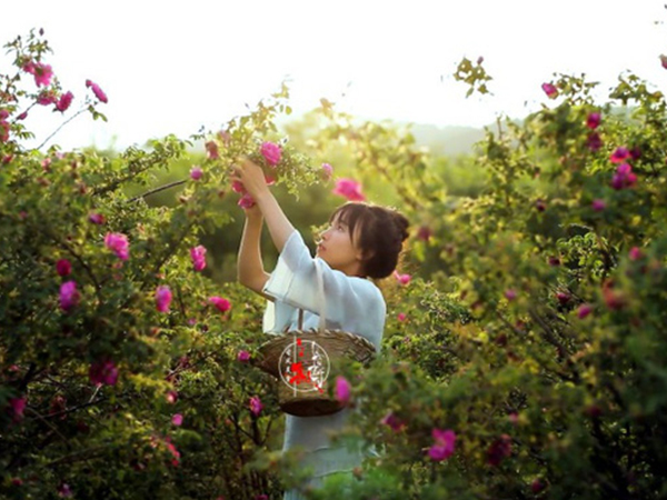 Cuộc sống đẹp như trong mơ với khu vườn không khác gì cổ tích của cô gái trẻ vừa xinh đẹp lại vô cùng đa tài