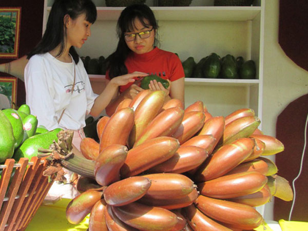 Thực hư về loại chuối đỏ 300.000 đồng/kg