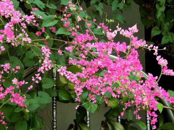 Cách trồng giàn hoa tigon đơn giản nhất, cho hoa nở rộ rực rỡ suốt 4 mùa