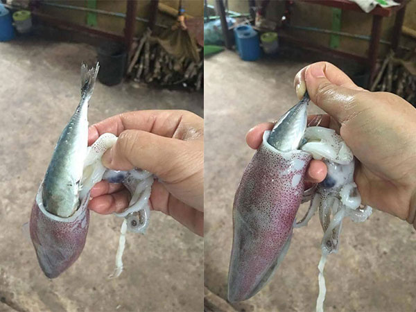 Đi chợ hí hửng mua được mẻ mực ống tươi ngon, cô gái trẻ hết hồn khi được 'khuyến mại' cả đàn cá trong bụng mực
