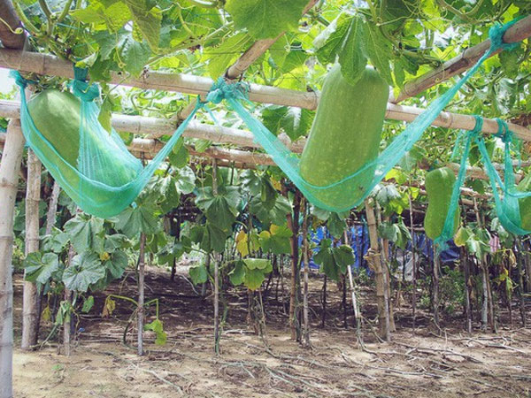 Cận cảnh khu vườn với những quả bí đao khổng lồ 'nằm võng' tự chế, phải 2 người vác mới nổi