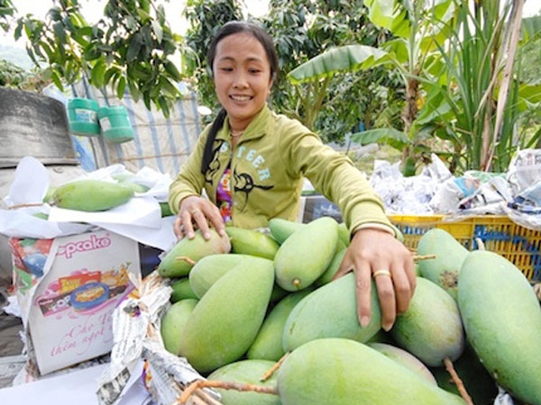Quả xoài Việt sắp vào thị trường Mỹ