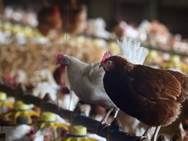 Trung Quốc phát hiện ổ cúm gia cầm H5N1 đầu tiên từ năm 2014