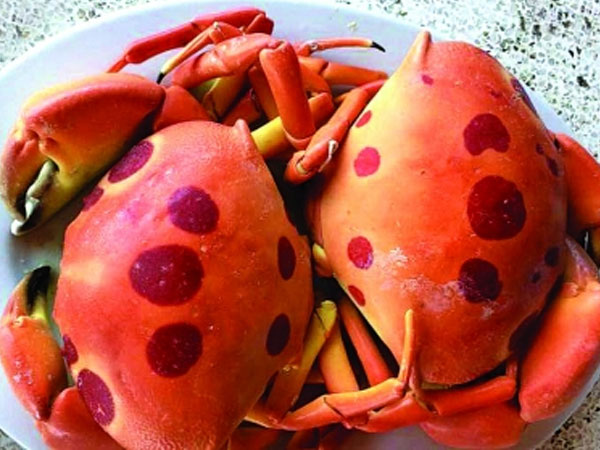 Cua mặt trăng đắt khách ở Sài Gòn