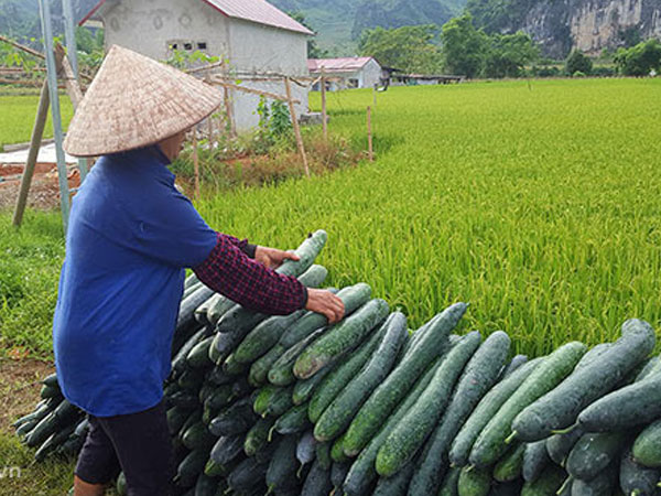 Lạng Sơn: Rơi nước mắt bán 1 tạ bí đao không mua nổi 2kg thịt lợn