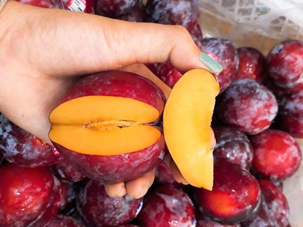 Nhà giàu Việt dốc tiền mua mận "đi máy bay" 600.000 đồng/kg