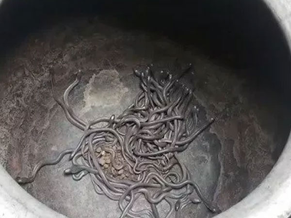 Ổ rắn hổ mang 109 con trốn trong nhà nông dân Ấn Độ