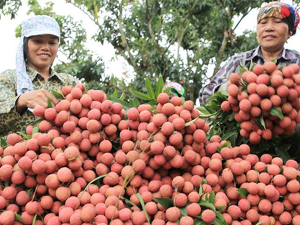 Bắc Giang thu trên 5.700 tỷ đồng vải thiều