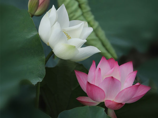 Đẹp ngây ngất mùa sen Hà thành