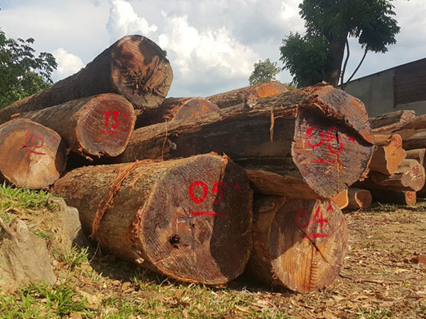 Truy nã hai bị can trong đường dây gỗ lậu của Phượng 'râu'