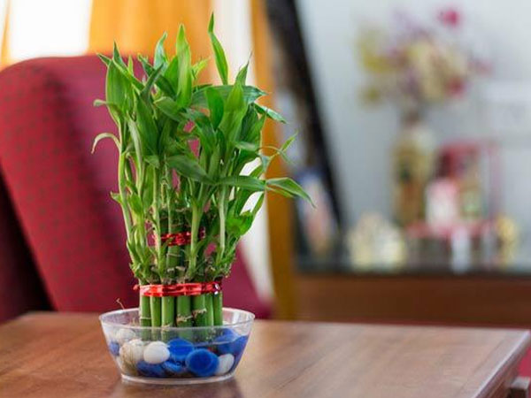 Trồng cây trúc phú quý để lọc sạch không khí, mang tài lộc vào đầy nhà