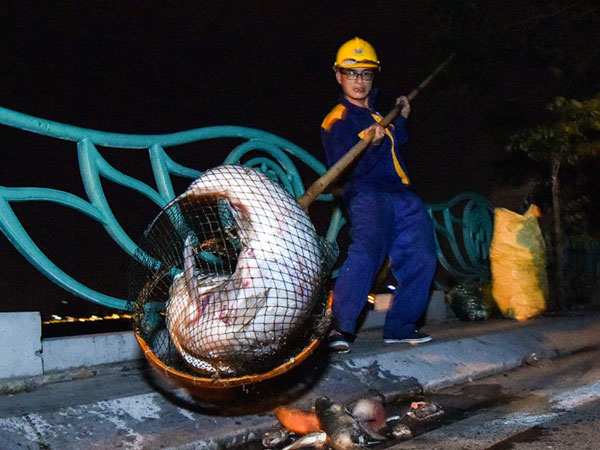 Hàng trăm công nhân trắng đêm vớt xác cá hồ Tây