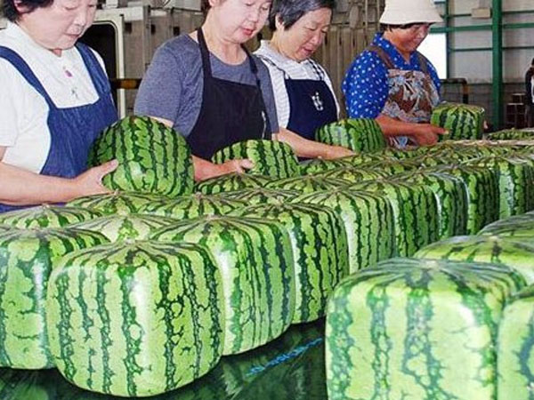 Dưa hấu vuông kỳ lạ xuất hiện ở Hà Nội: Giá chát 4,5 triệu/quả
