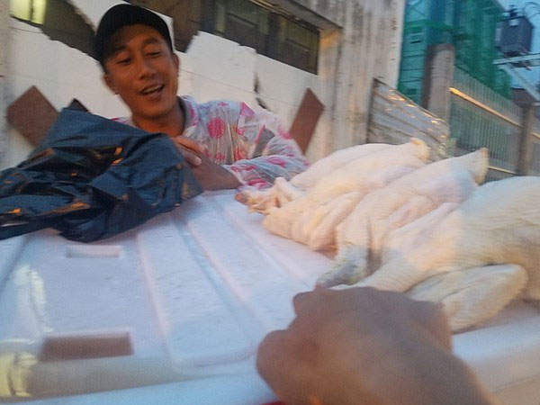 ‘Giải mã’ gà không đầu siêu rẻ tại Việt Nam