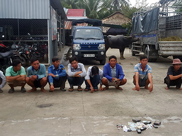 Hàng chục nông dân miền Tây mang trâu đi đấu ăn tiền
