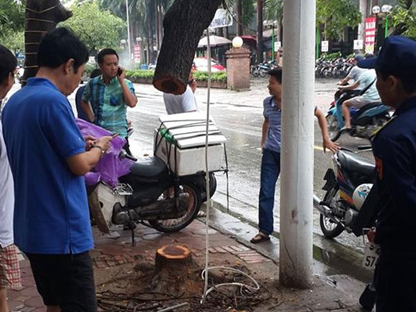 Cây sưa đỏ hơn 20 năm tuổi bị cưa trộm giữa đêm mưa bão