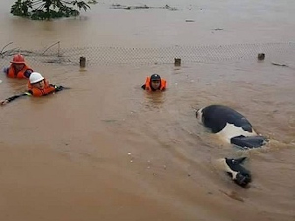 Sơn La: 6 người chết và mất tích, hàng trăm nhà dân bị tàn phá do mưa lũ