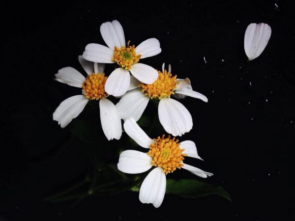 Đằng sau bức ảnh hoa xuyến chi nghìn like khiến dân 'sống ảo' nể phục