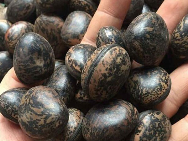 Đậu Lào 6 triệu/kg: Tin lời 'thần dược', lùng mua từng hạt