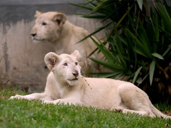 Sư tử đột biến lông trắng ở sở thú Peru