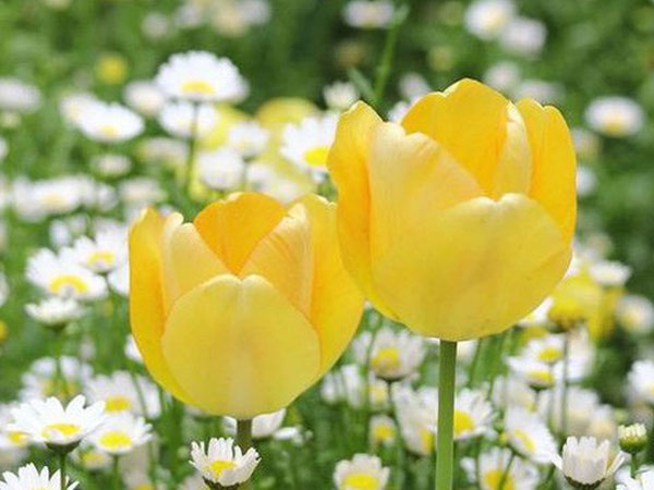 Thứ Sáu của bạn (27/7): Xử Nữ quyết liệt đến không ngờ