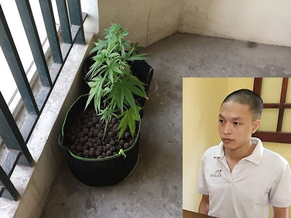 Thuê chung cư giá 7 triệu đồng để trồng cần sa