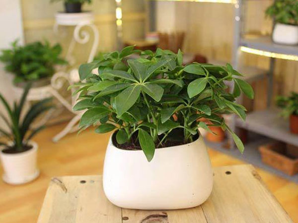 Cách trồng cây ngũ gia bì làm đẹp nhà, tăng tài vận và bảo vệ sức khỏe gia đình