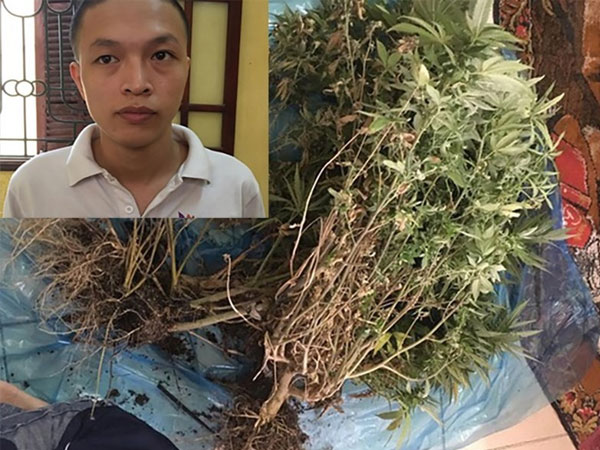 Tinh vi thủ đoạn trồng cần sa trong căn hộ chung cư thuê giữa Hà Nội