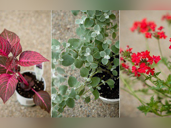10 loại cây cực hợp để trang trí cửa sổ nhỏ xinh của gia đình