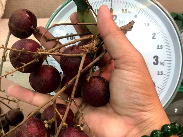 Loại quả duy nhất của Việt Nam khiến Thái Lan lùng mua từng cây