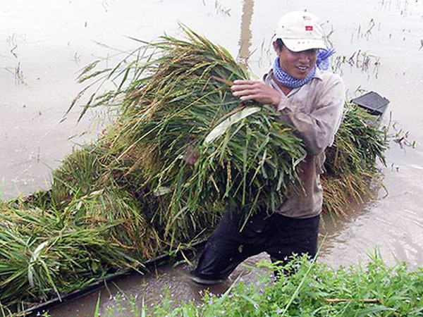 Nước từ Lào tràn về, dân miền Tây không kịp trở tay