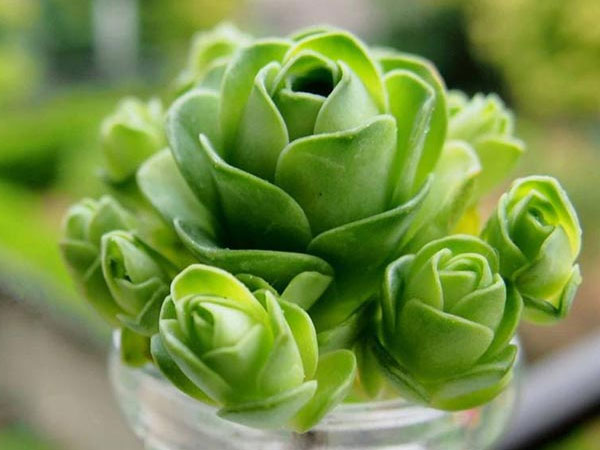 Đẹp độc đáo sen đá hoa hồng xanh - 'thú chơi' mới của người Việt