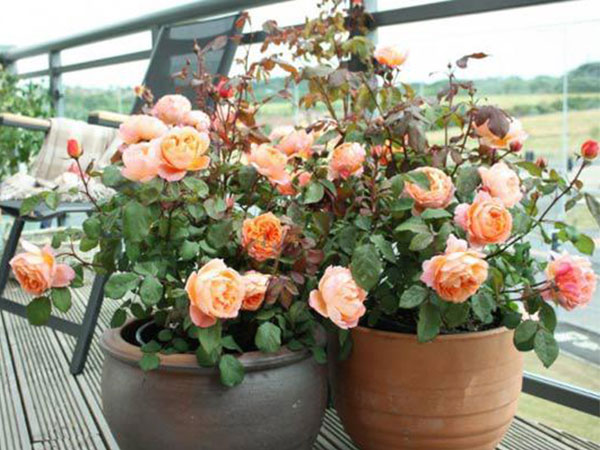 Mách cách trồng hoa hồng bằng cành nhanh, gọn mà cây vẫn khỏe, nở hoa to