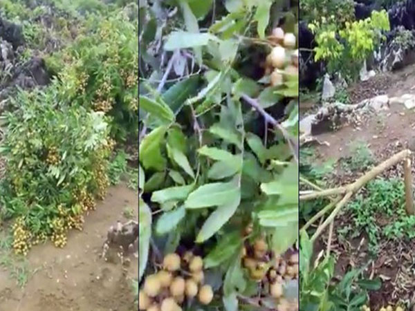 Sơn La: Người dân bức xúc vì kẻ xấu chặt hàng loạt gốc nhãn đang chuẩn bị thu hoạch