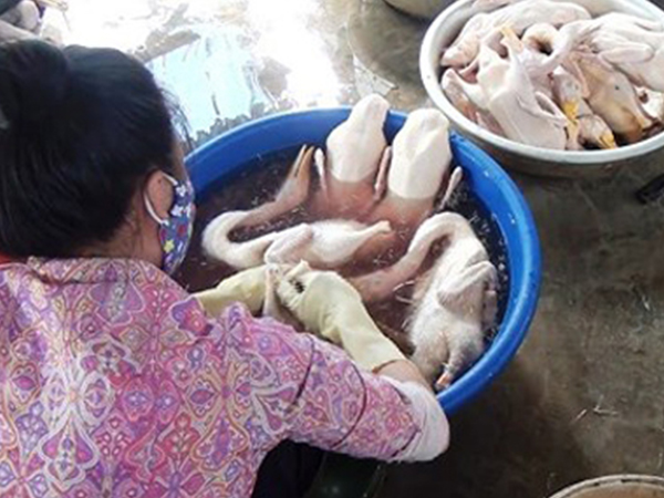 Giết mổ tẩy trắng, nhổ lông vịt bằng nhựa thông và hàn the