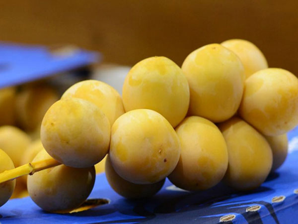 Hơn nửa triệu đồng một kg chà là tươi nguyên cành