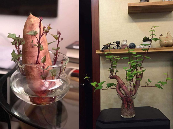 Đam mê bonsai nhưng kinh tế eo hẹp, cô nàng trồng củ khoai lang và đem lại kết quả bất ngờ
