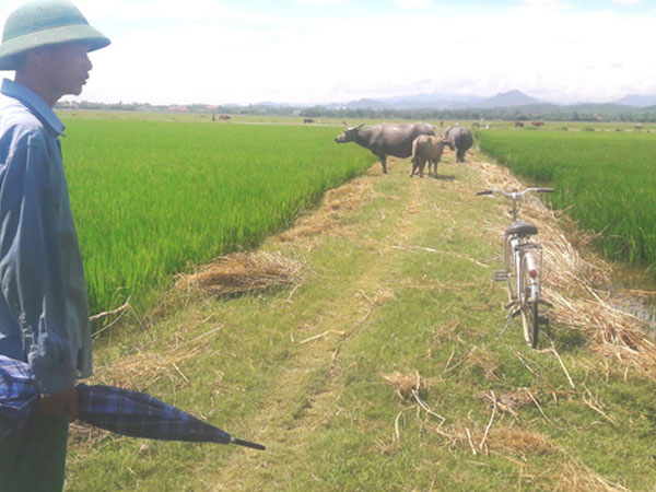 Nhiều khoản phí 'lạ' ở Quảng Bình: Trâu, bò, vịt, máy cày,…ra đồng phải đóng phí