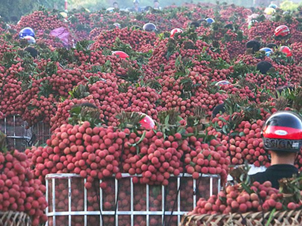 Trung Quốc bao tiêu hơn 90% vải xuất khẩu Việt Nam