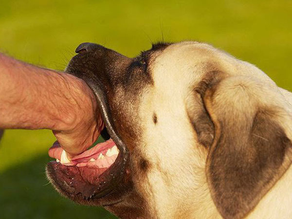 Vài năm sau khi bị chó cắn cũng có thể phát dại