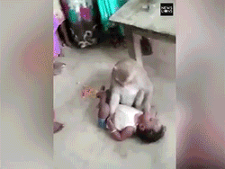 Em bé trên mặt nhiều vết bầm tím, bị một con khỉ giật lấy, ghì chặt xuống đất, không cho một ai đến gần