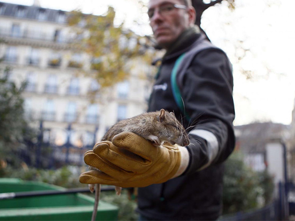 Paris khốn đốn vì chuột đông hơn người