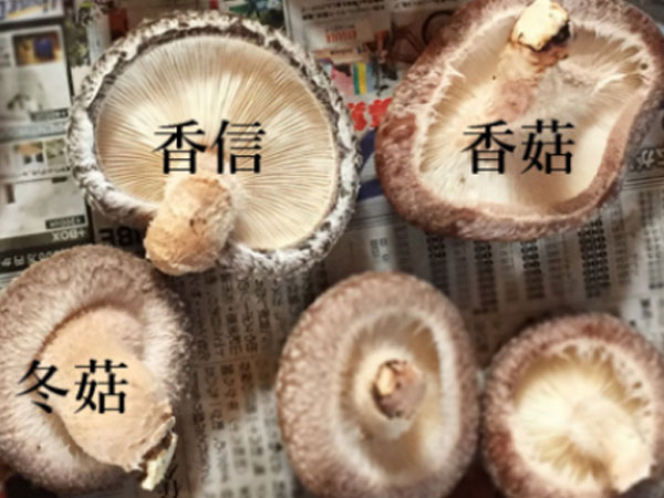 Nấm hương Nhật giá gấp 20 lần đổ về Việt Nam