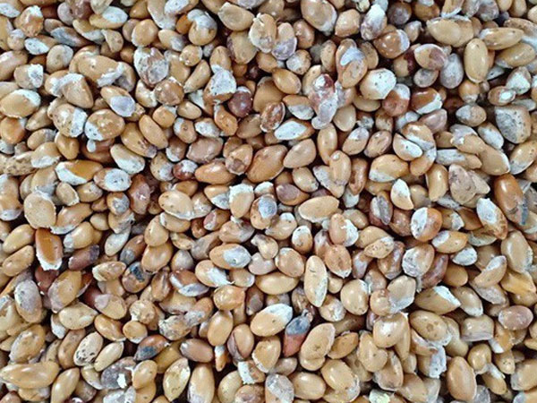 Lâm Đồng thông tin chính thức về 'cơn sốt' hạt sầu riêng