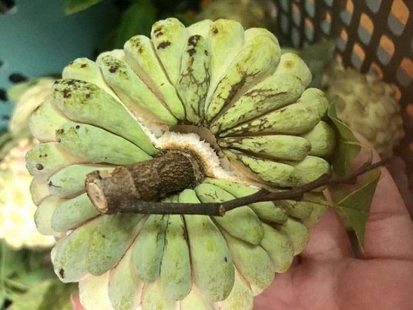 Hàng 'thất sủng' bỗng thành của hiếm: Lùng mua khắp chợ Hà thành