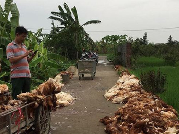 Hơn nghìn con gà bị chết ngạt do sự cố điện